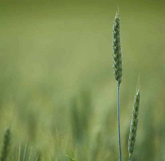 Food Industry Monitor | 2025