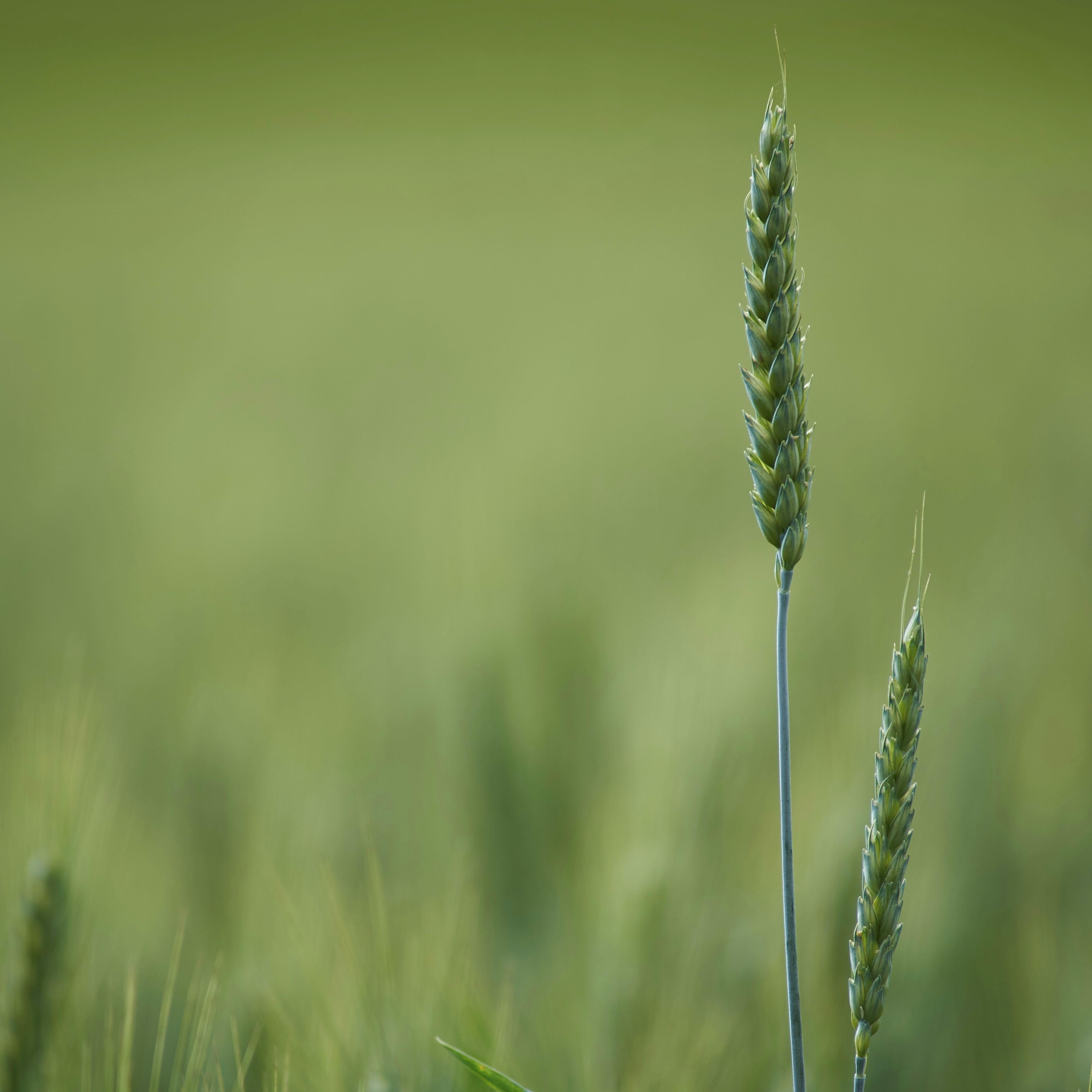 Food Industry Monitor | 2025